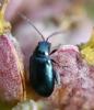 Altica sp.